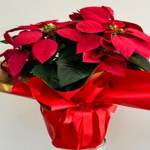 ATATÜRK Ç?ÇE?? ( PONSETYA )