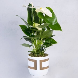 BEYAZ ANTORYUM Ç?ÇE??