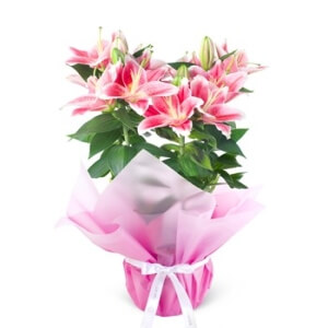 SAKSIDA PEMBE L?LYUM Ç?ÇE??